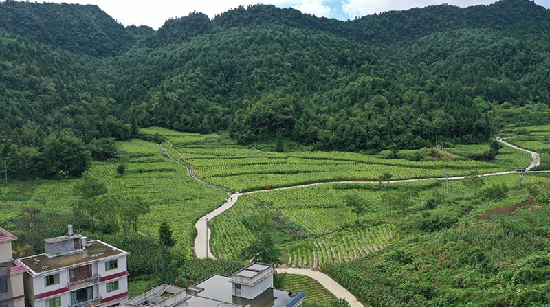 1、大獐村发展的烤烟种植基地