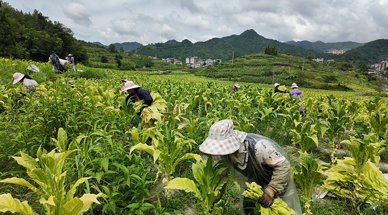 2、大家快速的将烤烟烟叶进行采收。