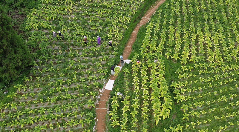 6、色泽金黄的烤烟布满种植基地。