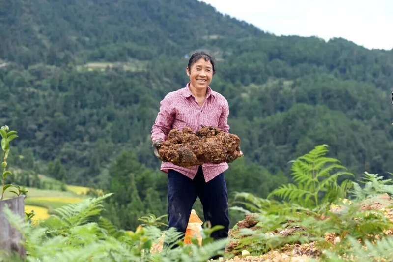 6镇远贵界村村民在采收茯苓 吴贤和_摄