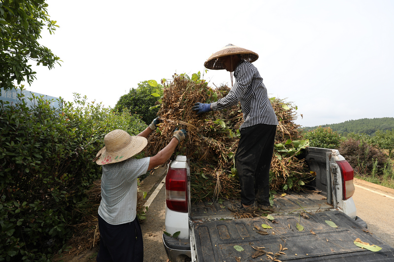 大豆采收。