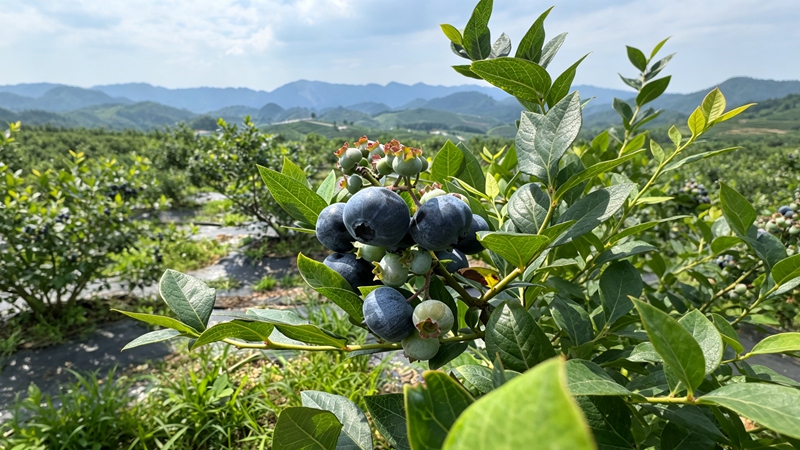 2 麻江蓝莓