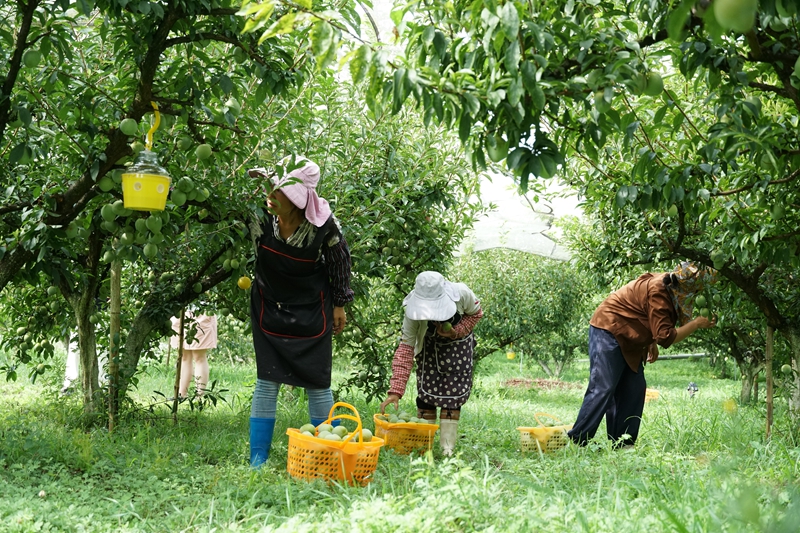 七星关区归化街道常丰社区的皇后李成熟上市 农户正在采摘 范俊岑 摄.JPG