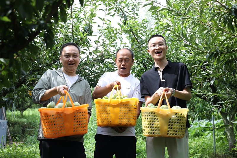 七星关区归化街道常丰社区的皇后李成熟 游客正在采摘 范俊岑 摄2.JPG