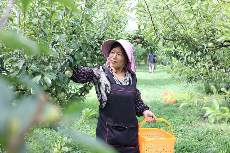 七星关区归化街道常丰社区的皇后李成熟 农户正在采摘 范俊岑 摄 - 副本(1).JPG