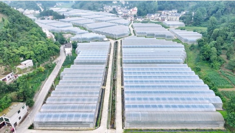 石硐镇高标准蔬菜保供基地航拍。