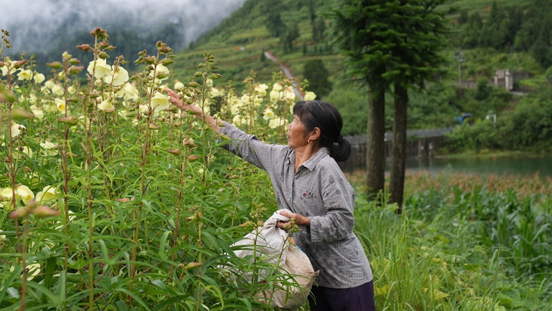 村民采摘黄蜀葵（杨亚旭 摄）.JPG