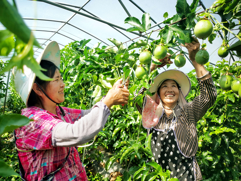 60亩百香果进入采摘旺季。