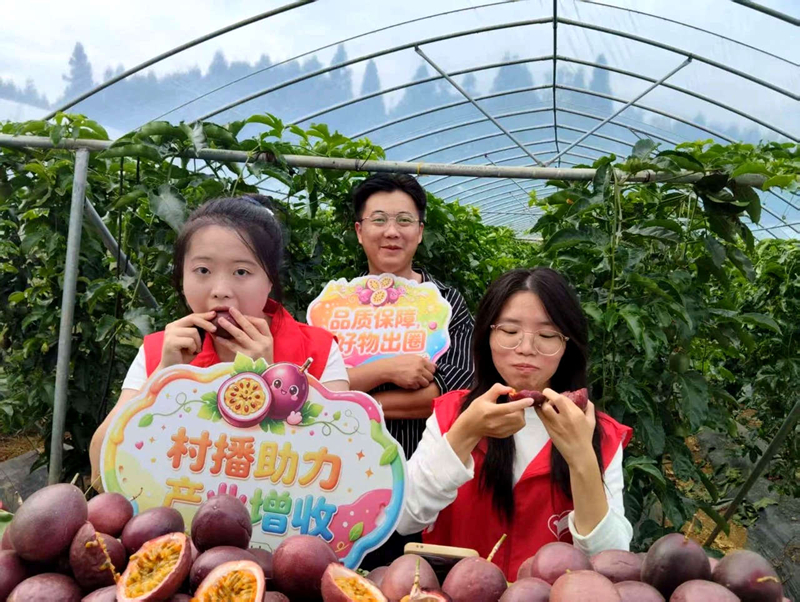 60亩百香果进入采摘旺季。
