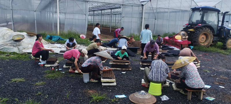 大棚内外，村民们有条不紊地忙碌着置营养土、播辣椒种。