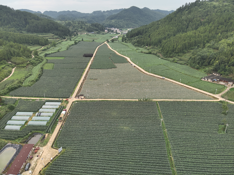 图为施秉县杨柳塘镇地坝村坝区冬瓜种植基地。