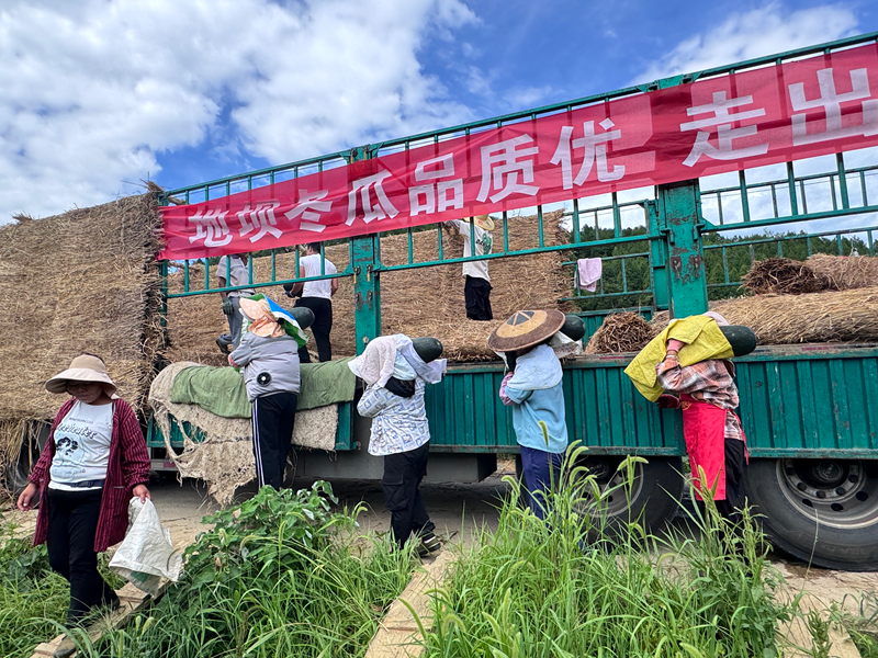 图为施秉县杨柳塘镇地坝村在装冬瓜。