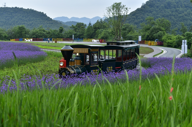 彝山花谷觀光小火車 秦清攝.jpg