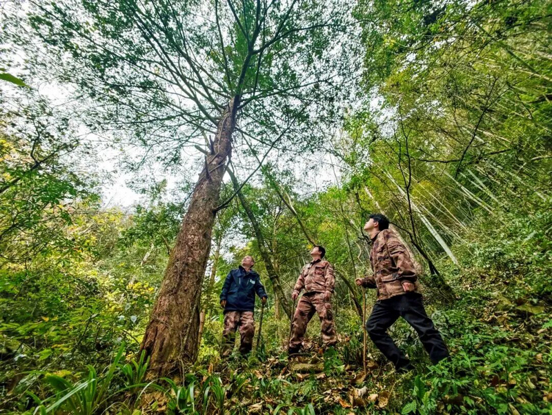 林管员在梵净山国家级自然保护区开展巡山护林。陈凤强摄