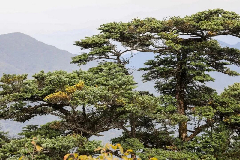 梵净山冷杉。李鹤摄