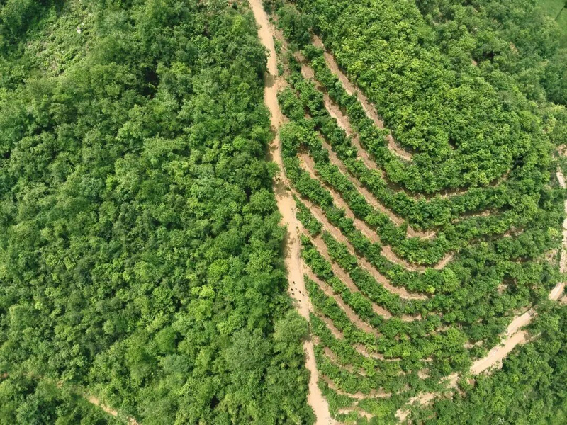 毕节市犀牛村天麻种植。七星关区林业局供图