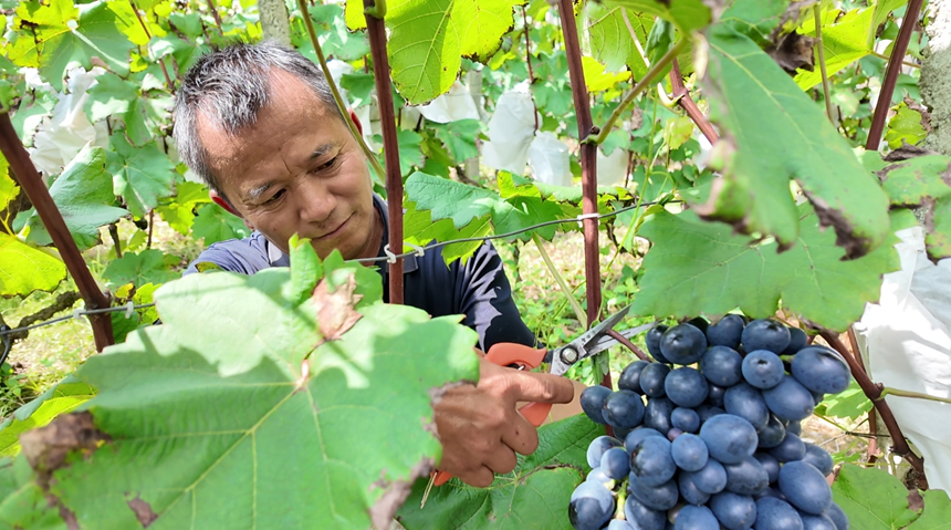圖為村民採摘葡萄。