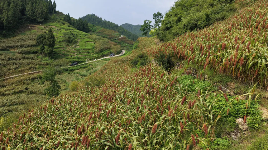 高粱连山坡。刁苓沙摄