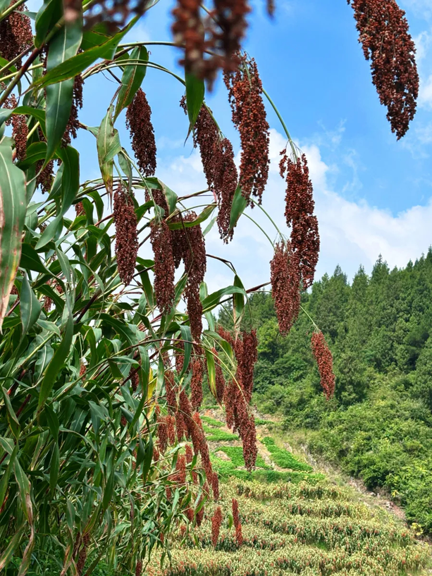高粱穗垂满枝头。刁苓沙摄