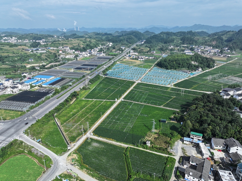 2026年省辣椒专班新品种新技术试验示范项目基地航拍照片（蔡城池摄）.JPG