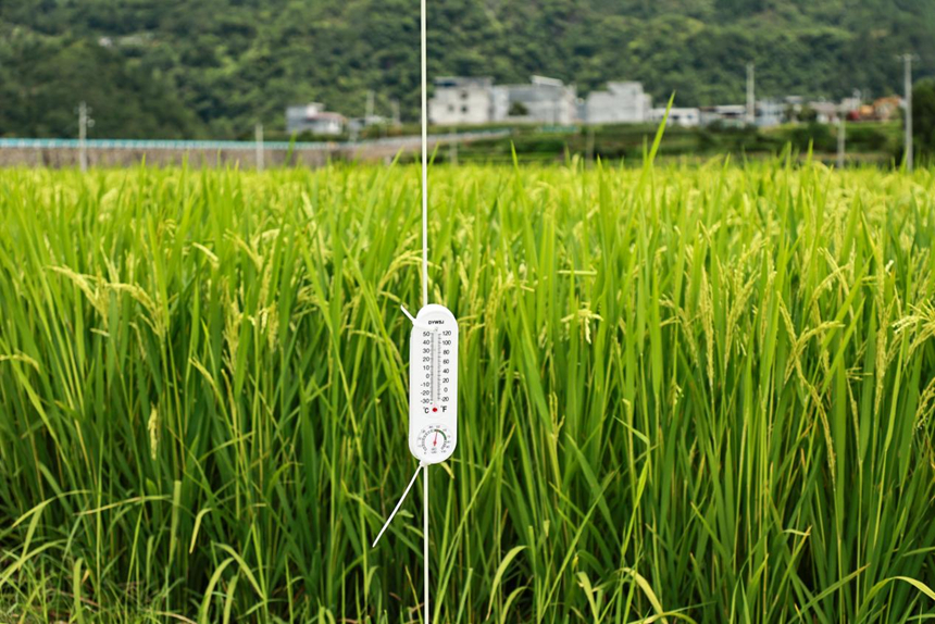 制種水稻進入揚花期 空中授粉精細育良種。