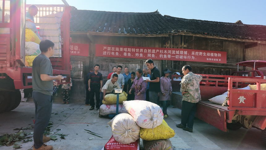 施秉县马溪乡辣椒进入采收期。