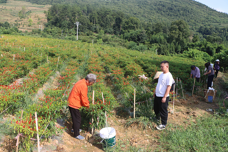 村民采摘辣椒。