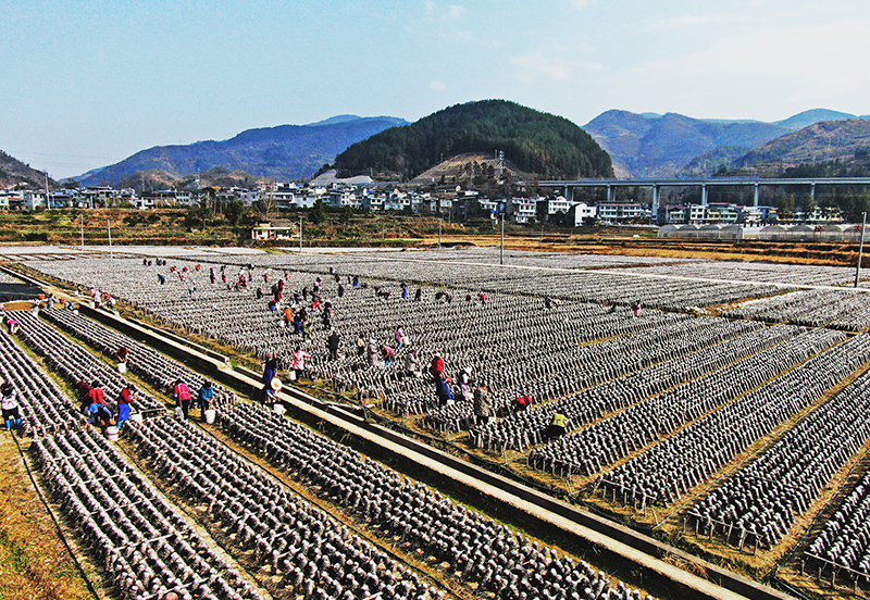 村民在兴旺“稻耳轮作”基地采收木耳。
