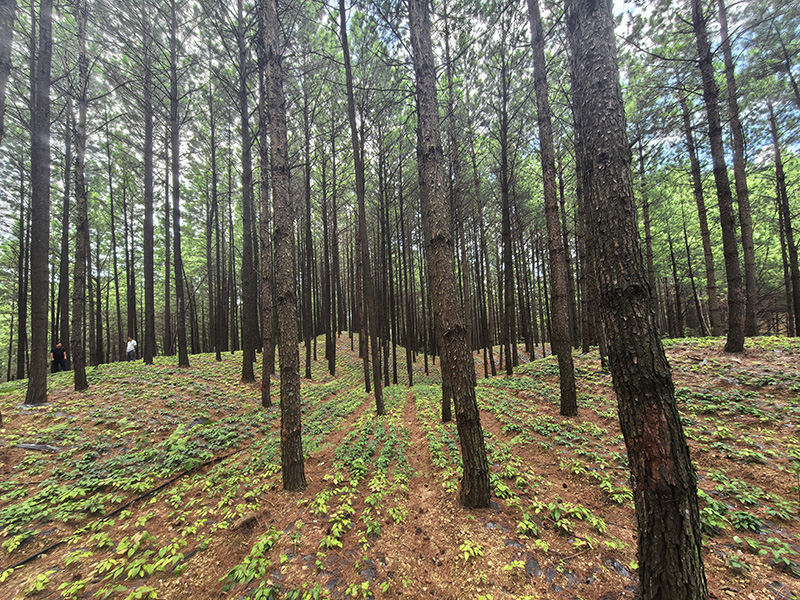 淫羊藿种植基地。