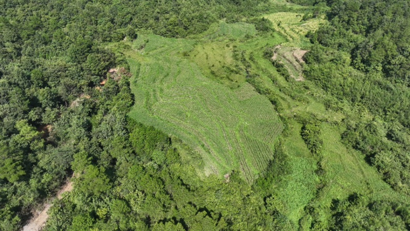 1.岑巩县天马镇细山村毛辣果种植基地（吴祥华 摄）