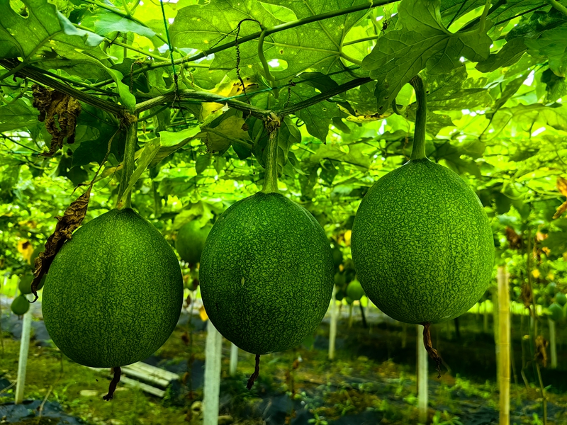 瓜蒌挂满藤蔓5（何敏摄）.jpg