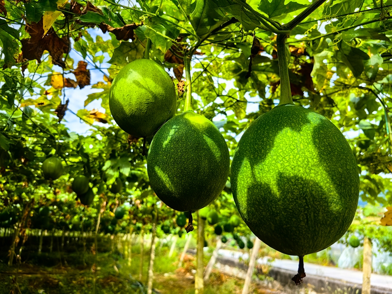 瓜蒌挂满藤蔓4（何敏摄）.jpg