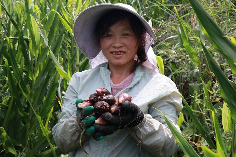 燕子口镇雄狮村阳荷种植基地 阳荷丰收 王月 摄7.JPG