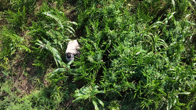 燕子口镇雄狮村阳荷种植基地，阳荷丰收。王月摄