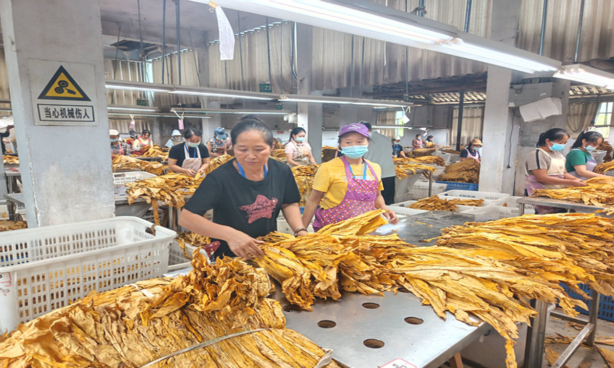 施秉縣城關鎮上翁哨村煙葉站內一片繁忙景象。石明智攝