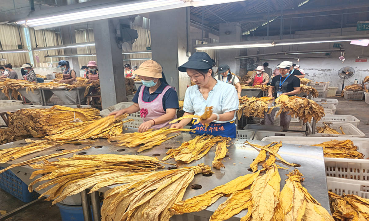 施秉縣工人們在根據煙葉的色澤、油分等進行分級分類。石明智攝