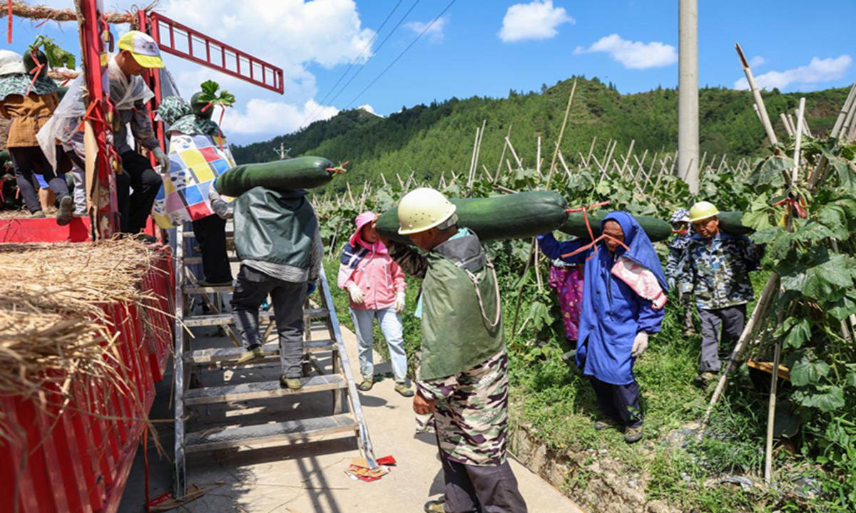 秋后头茬冬瓜迎丰收 抢鲜上市卖好价。