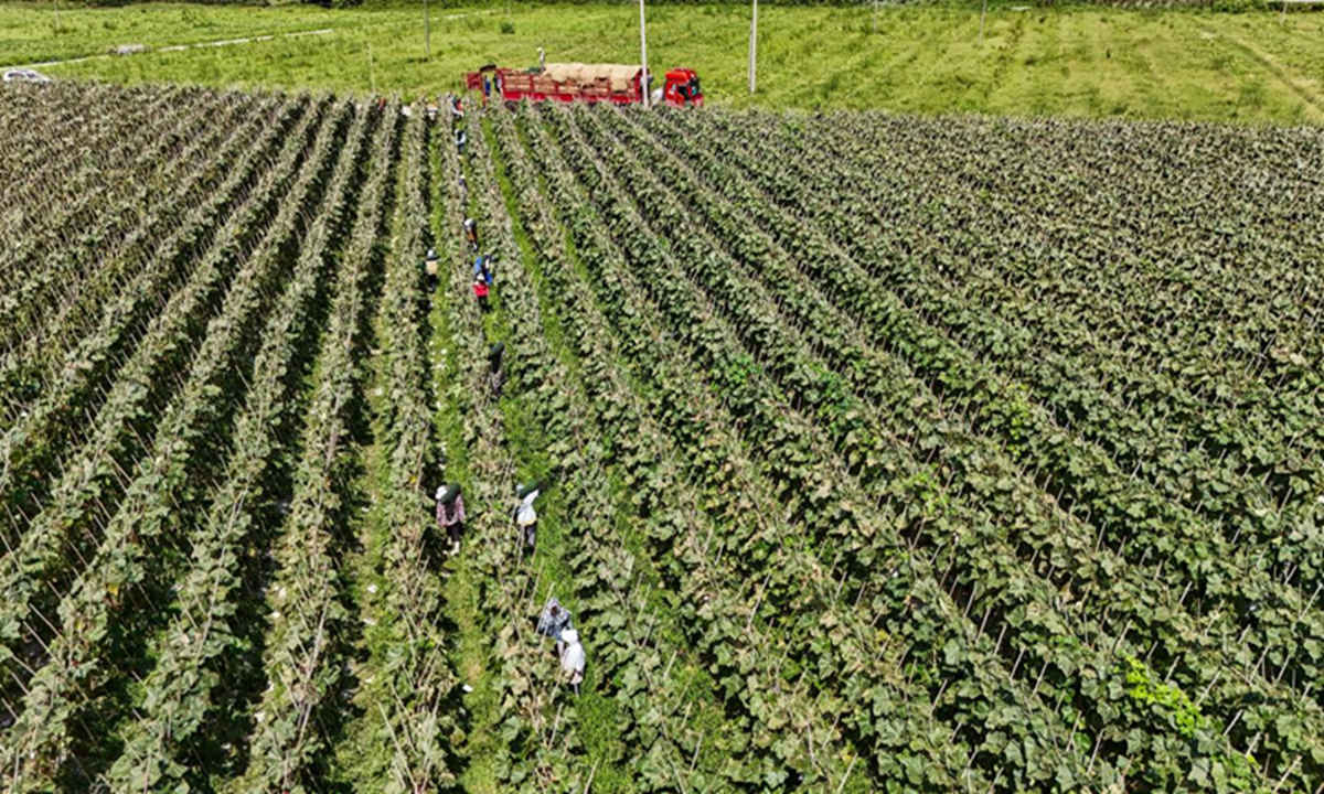 秋后头茬冬瓜迎丰收 抢鲜上市卖好价。