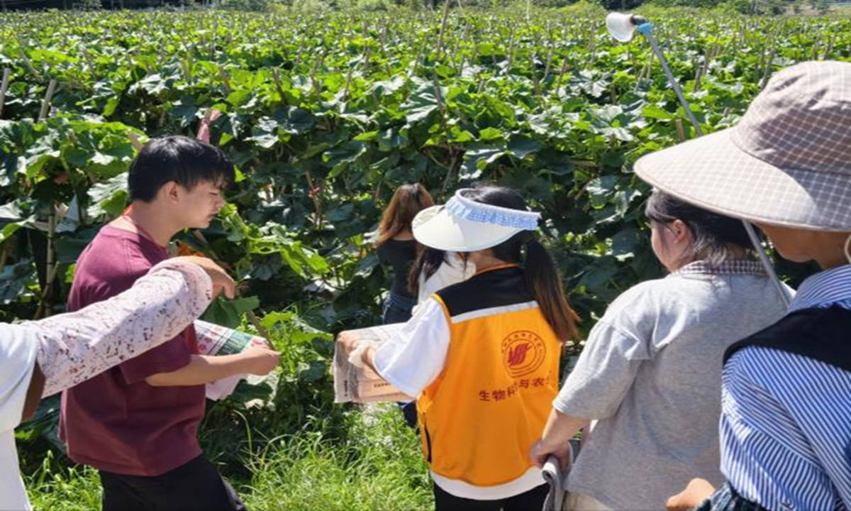 冬瓜種植助農活動。