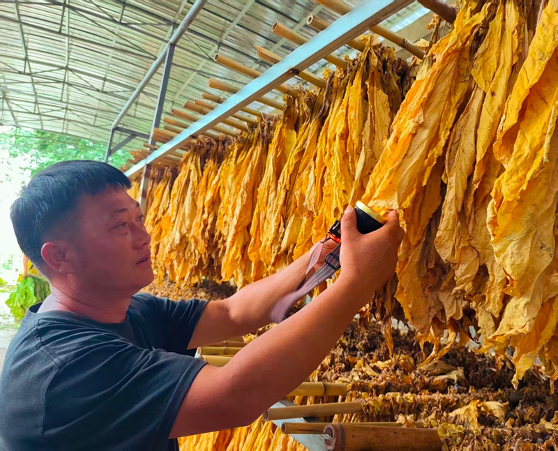 圖為：種植大戶介紹烤煙品質