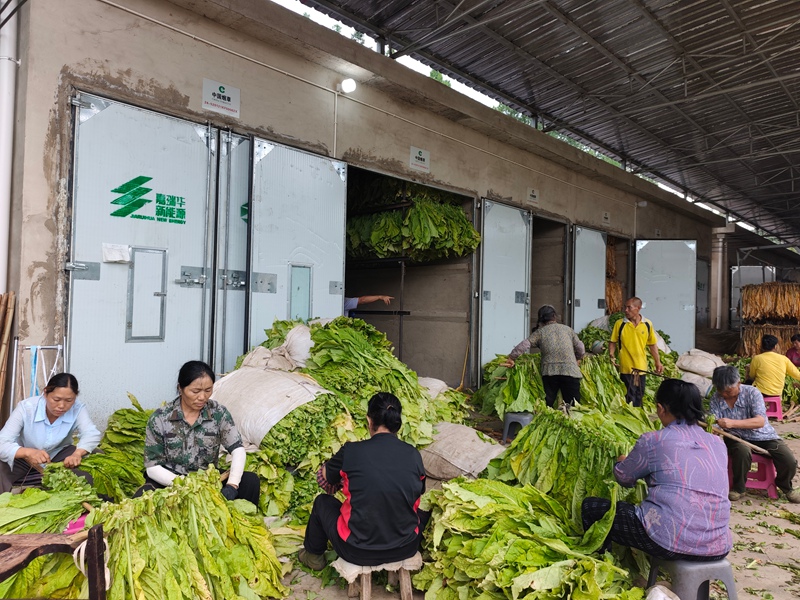圖為：烤煙分揀現場
