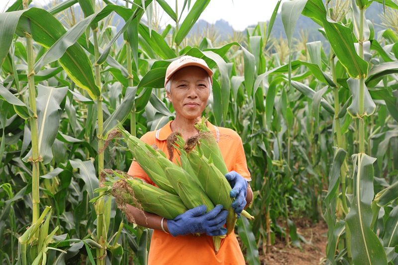 图为印江自治县木黄镇坪洞口村鲜食玉米基地，80 余名群众喜笑颜开，忙着采收、分拣、装车，一车车鲜玉米源源不断运往加工车间和全国各地销售市场。梅亚军摄   (22)