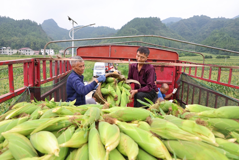 图为印江自治县木黄镇坪洞口村鲜食玉米基地，80 余名群众喜笑颜开，忙着采收、分拣、装车，一车车鲜玉米源源不断运往加工车间和全国各地销售市场。梅亚军摄   (10)