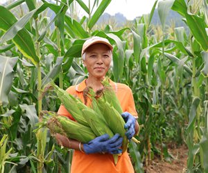 印江小玉米串起乡村振兴富民大产业