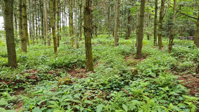 貴州中藥材產業體系賦能鬆林下天麻仿野生種植新模式 (1)