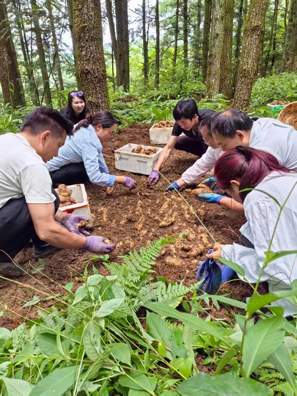 貴州中藥材產業體系賦能鬆林下天麻仿野生種植新模式 (3)