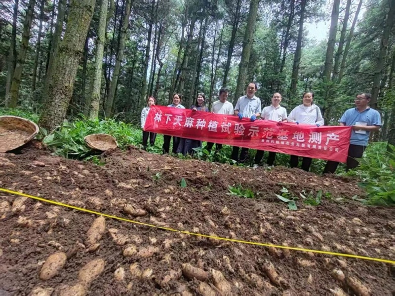 貴州中藥材產業體系賦能鬆林下天麻仿野生種植新模式 (4)