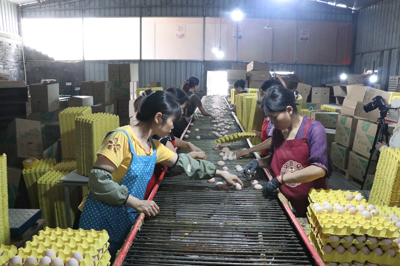 毕节盛园蛋业有限公司智能化养殖基地 工人正在分拣鸡蛋 邱雪 摄3.JPG