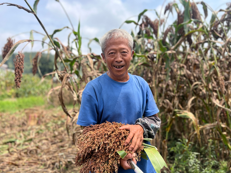 村民正在收割高粱 金莎 摄.jpg