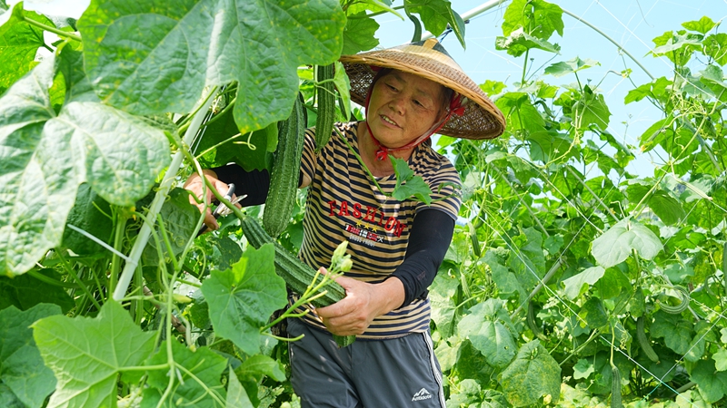 工人正在采摘丝瓜。 吴麟钦 摄